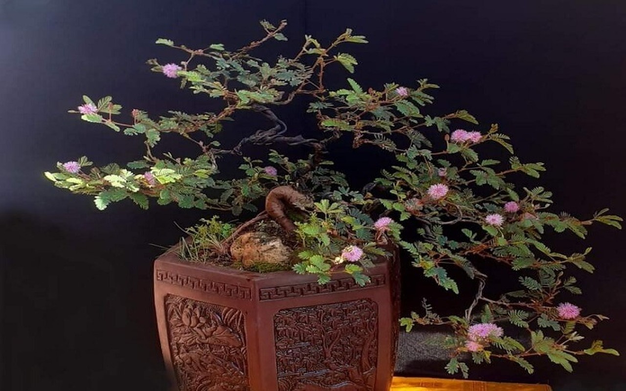 "Hô biến" cây hoa dại mọc đầy đường thành cây cảnh bonsai mini, chủ nhân tha hồ "hốt bạc" dịp Tết Nguyên đán 2024- Ảnh 12.