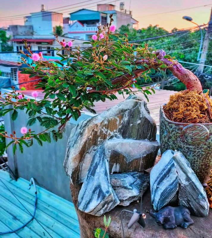 "Hô biến" cây hoa dại mọc đầy đường thành cây cảnh bonsai mini, chủ nhân tha hồ "hốt bạc" dịp Tết Nguyên đán 2024- Ảnh 13.