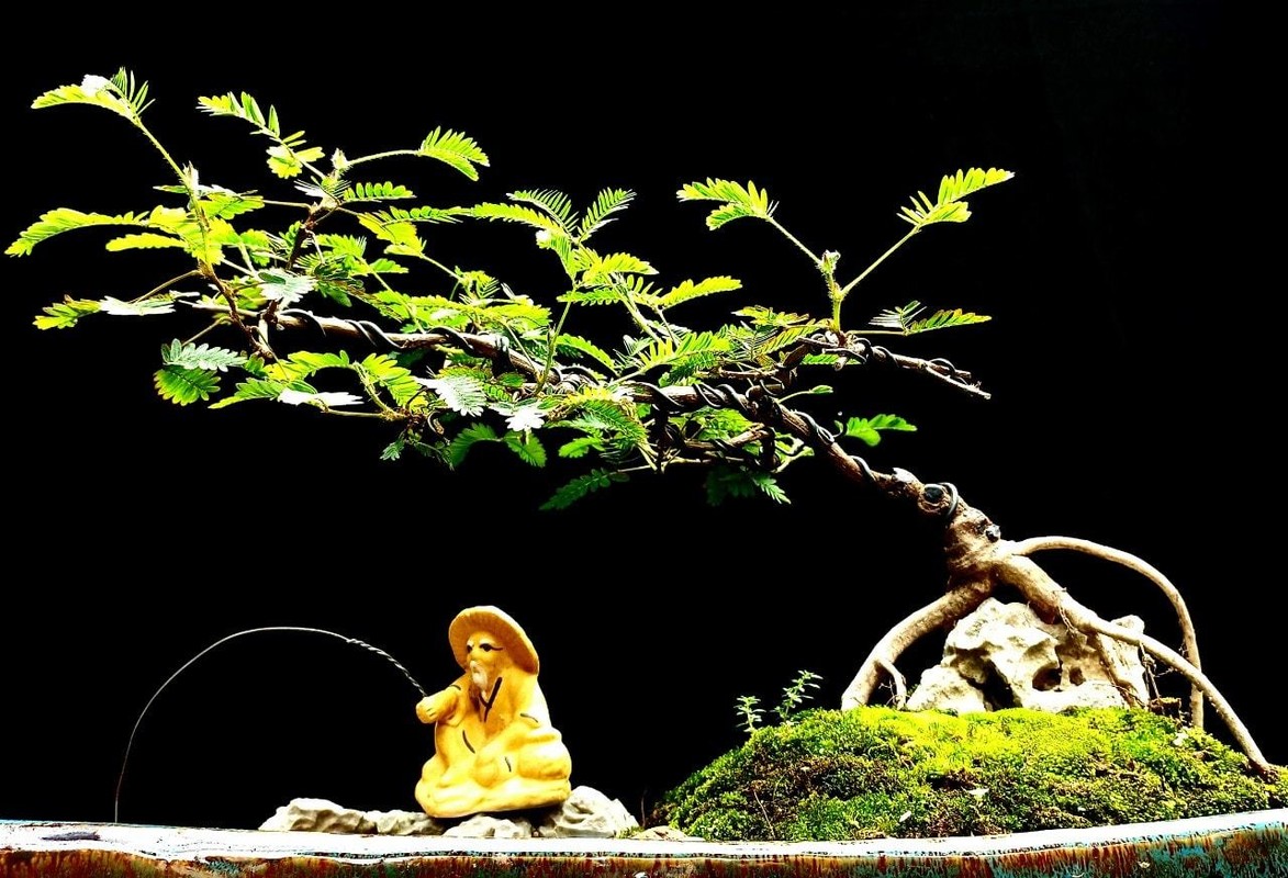 "Hô biến" cây hoa dại mọc đầy đường thành cây cảnh bonsai mini, chủ nhân tha hồ "hốt bạc" dịp Tết Nguyên đán 2024- Ảnh 14.