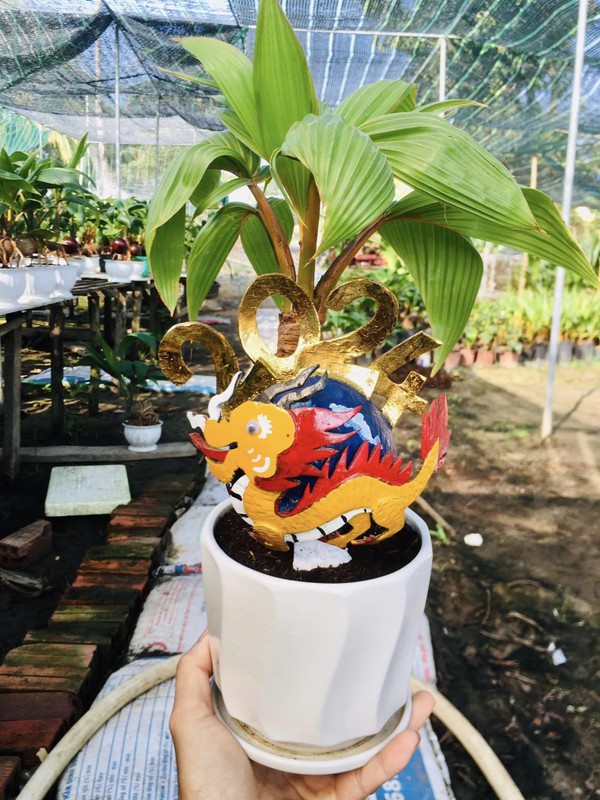 Độc, lạ loạt rồng vàng ôm dừa bonsai “ngóng” khách rước về chơi Tết Giáp Thìn 2024- Ảnh 10.