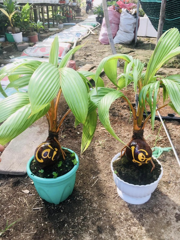 Độc, lạ loạt rồng vàng ôm dừa bonsai “ngóng” khách rước về chơi Tết Giáp Thìn 2024- Ảnh 11.