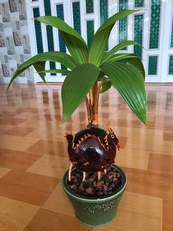 Độc, lạ loạt rồng vàng ôm dừa bonsai “ngóng” khách rước về chơi Tết Giáp Thìn 2024- Ảnh 3.