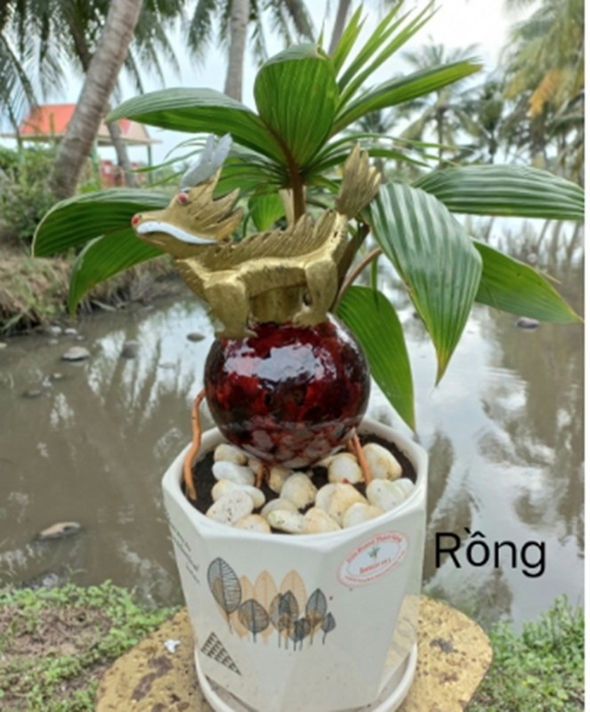 Độc, lạ loạt rồng vàng ôm dừa bonsai “ngóng” khách rước về chơi Tết Giáp Thìn 2024- Ảnh 6.