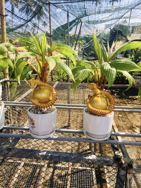 Độc, lạ loạt rồng vàng ôm dừa bonsai “ngóng” khách rước về chơi Tết Giáp Thìn 2024- Ảnh 7.