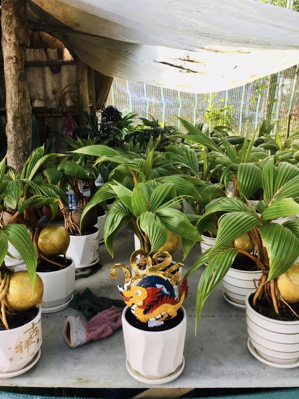 Độc, lạ loạt rồng vàng ôm dừa bonsai “ngóng” khách rước về chơi Tết Giáp Thìn 2024- Ảnh 8.