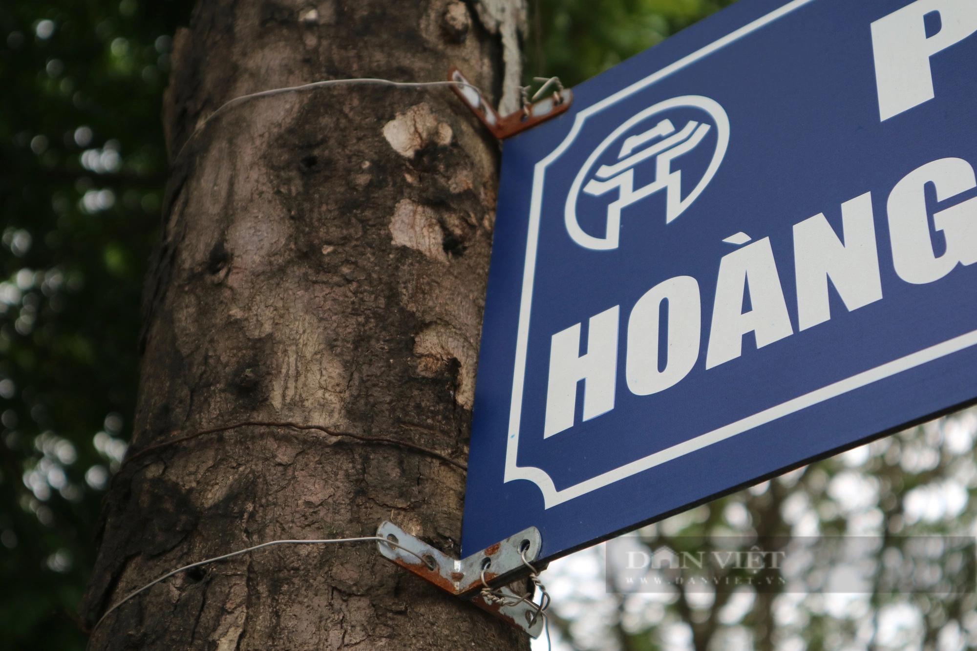 Chuyện lạ "có một không hai" ở Hà Nội: Biển báo tên đường được treo trên cây- Ảnh 6.