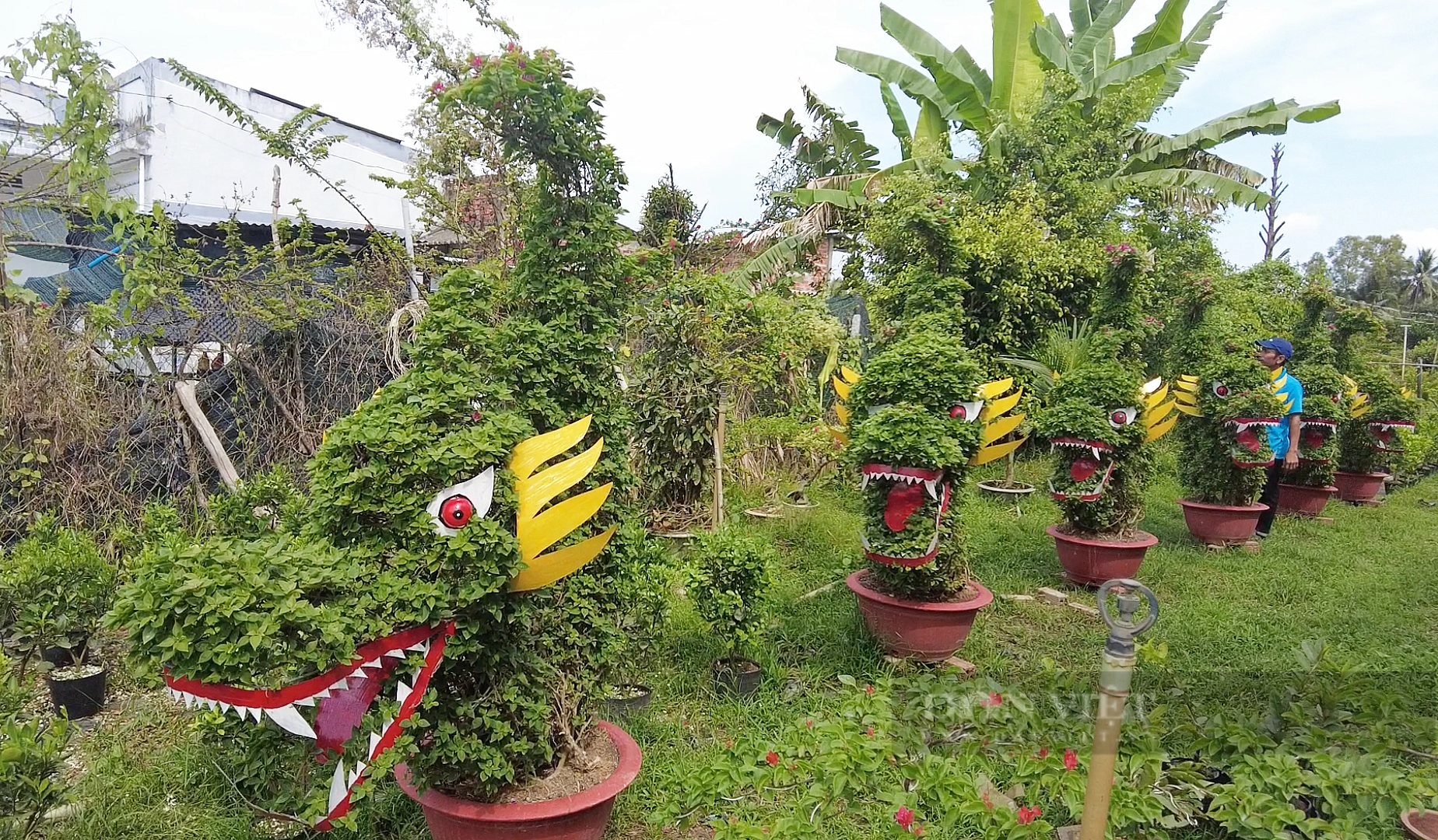 Ngắm "đầu rồng đuôi cá" được tạo từ những chậu hoa giấy độc, lạ ở Bến Tre- Ảnh 4.