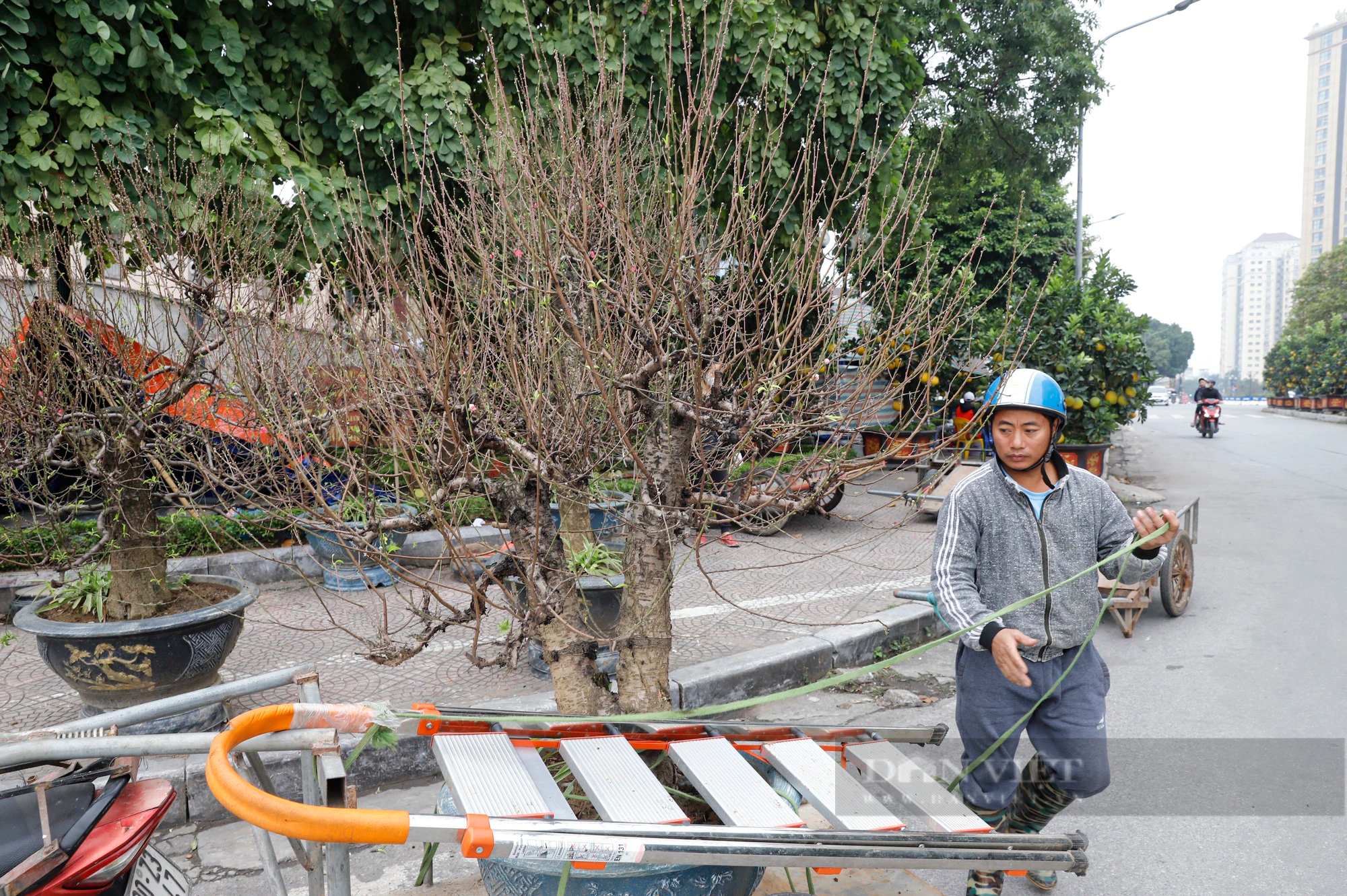 Đào Nhật Tân rời vườn theo xe cứu hộ xuống phố đón khách chơi Tết Nguyên đán 2024- Ảnh 3.