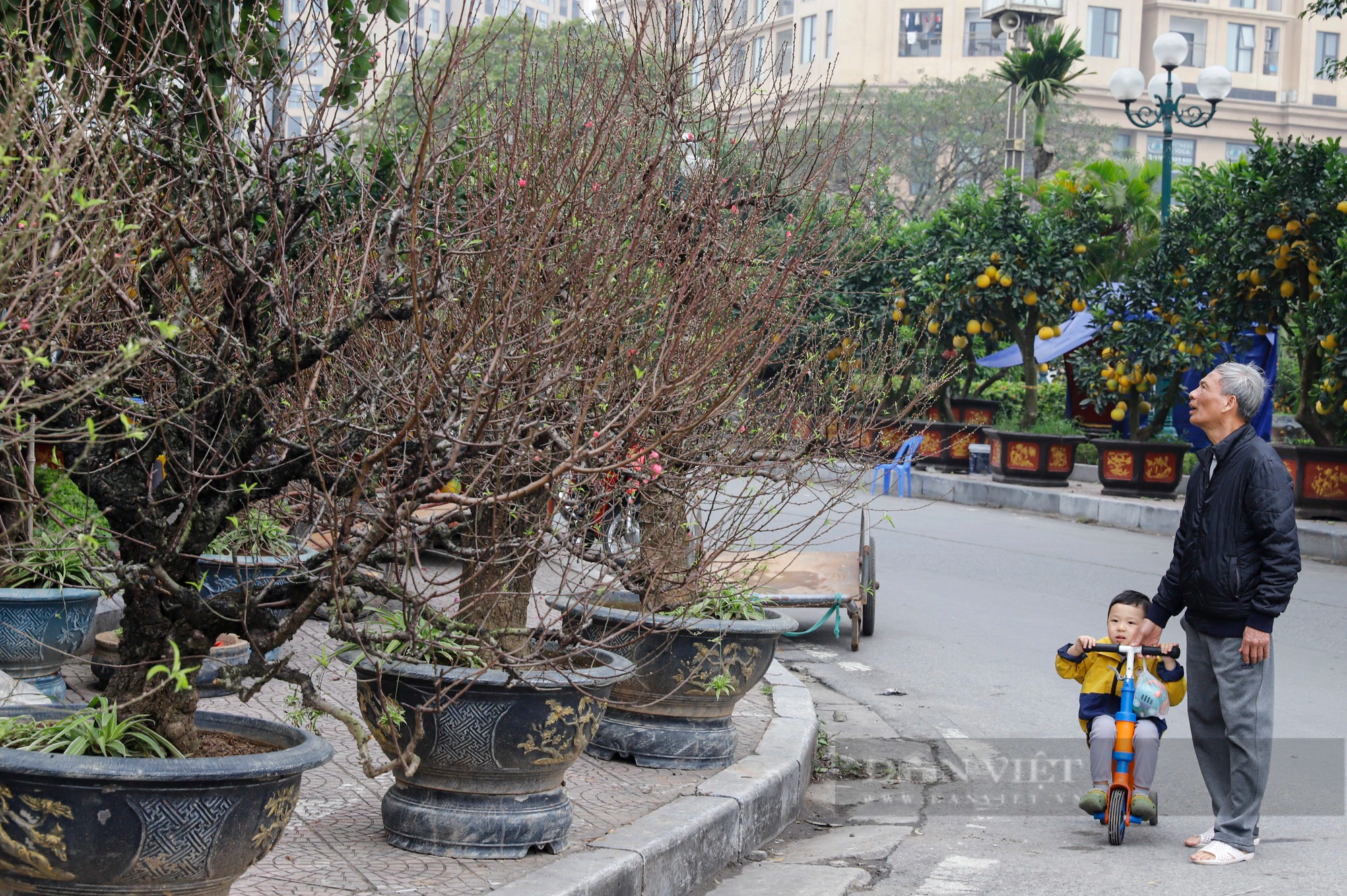 Đào Nhật Tân rời vườn theo xe cứu hộ xuống phố đón khách chơi Tết Nguyên đán 2024- Ảnh 6.