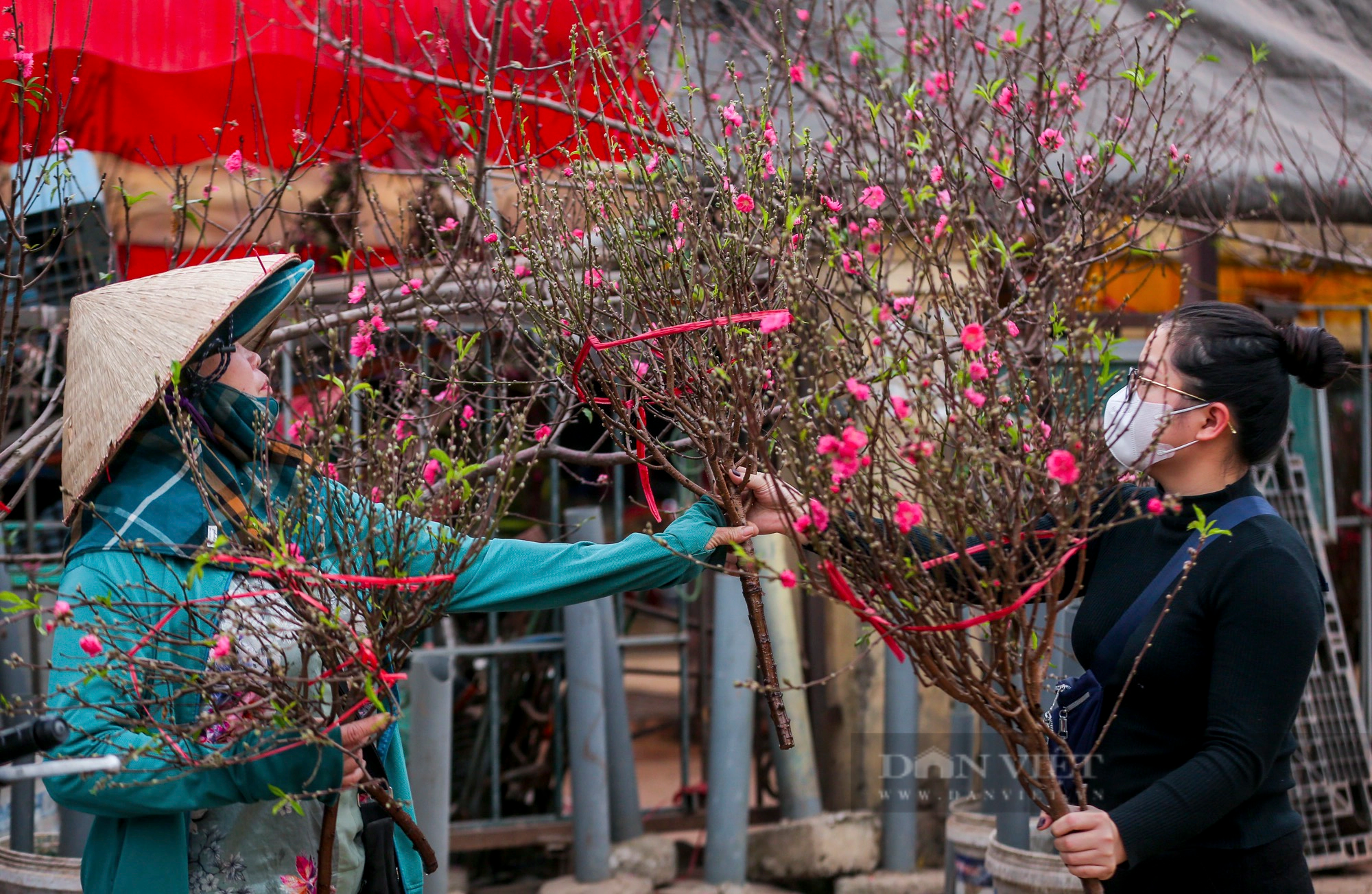 Đào Nhật Tân rời vườn theo xe cứu hộ xuống phố đón khách chơi Tết Nguyên đán 2024- Ảnh 9.