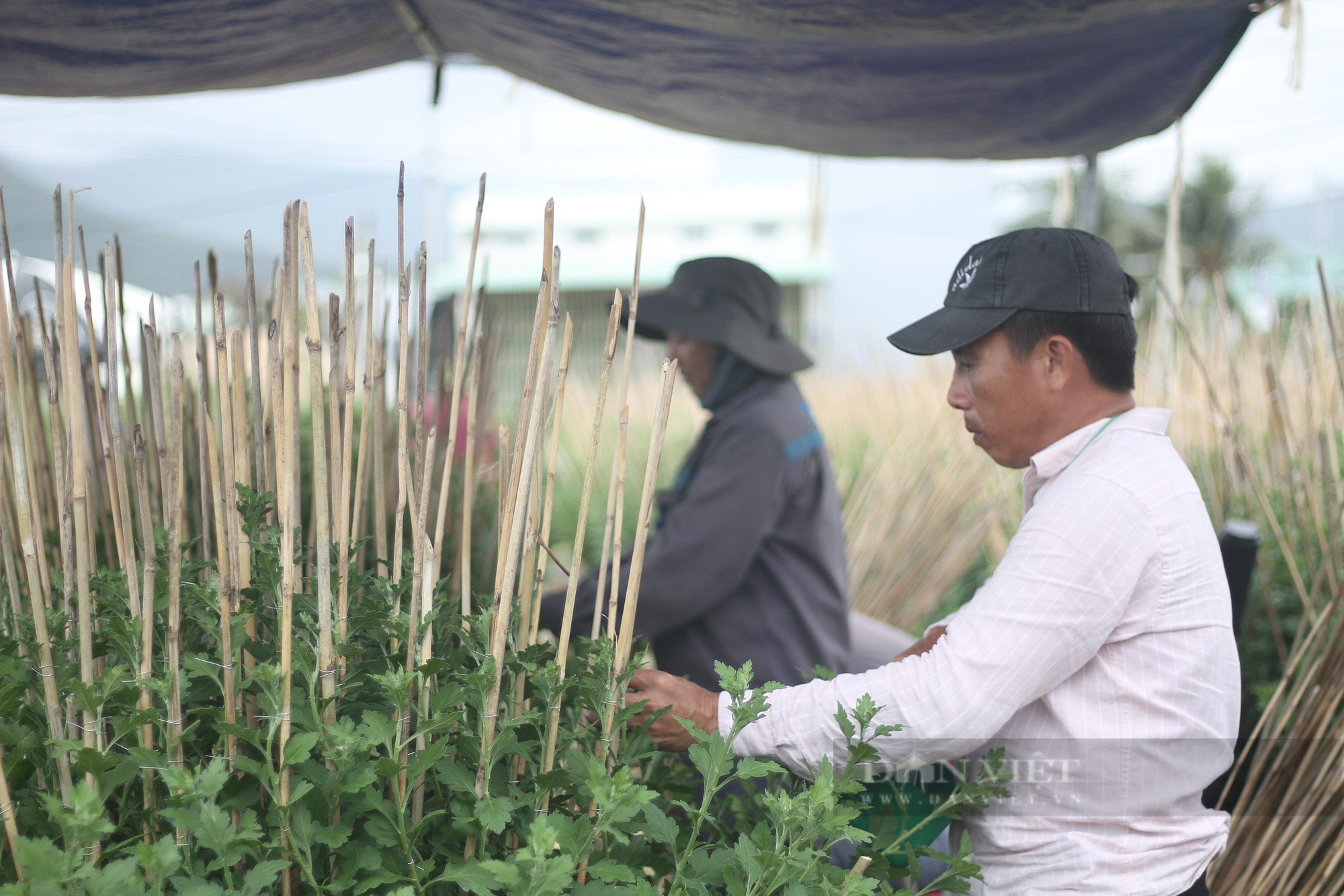 Cận cảnh dân Bình Định trẩy nụ một loài hoa thường bán hút hàng dịp Tết- Ảnh 10.