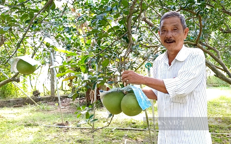 Vườn bưởi của lão nông Dương Văn Minh trồng chủ yếu bưởi đường lá cam. Ảnh: Trần Khánh