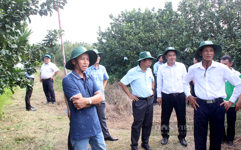 Anh Võ Ngọc Tài (thứ 3, trái sang) giới thiệu với du khách vườn bưởi của gia đình. Ảnh: Trần Khánh