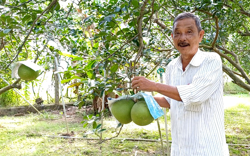 Một làng thông minh ở Bình Dương đang thu hút du khách gần xa đến ngắm những vườn bưởi đặc sản 