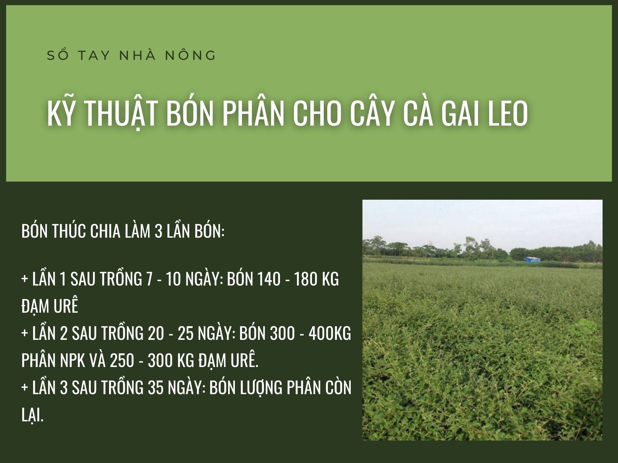 SỔ TAY NHÀ NÔNG: Kỹ thuật bón phân cho cây cà gai leo đạt hiệu quả kinh tế cao- Ảnh 1.