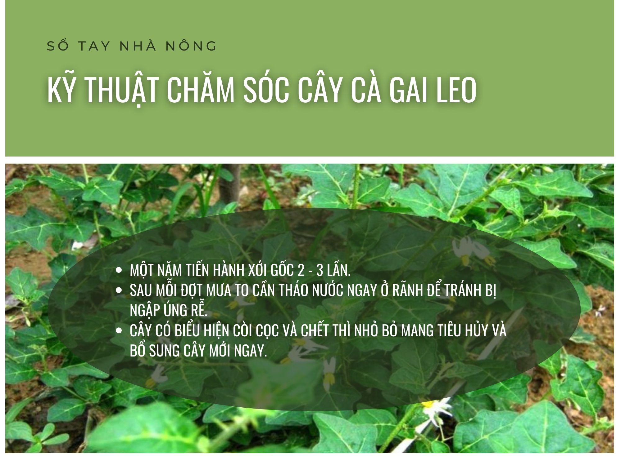 SỔ TAY NHÀ NÔNG: Kỹ thuật bón phân cho cây cà gai leo đạt hiệu quả kinh tế cao- Ảnh 3.