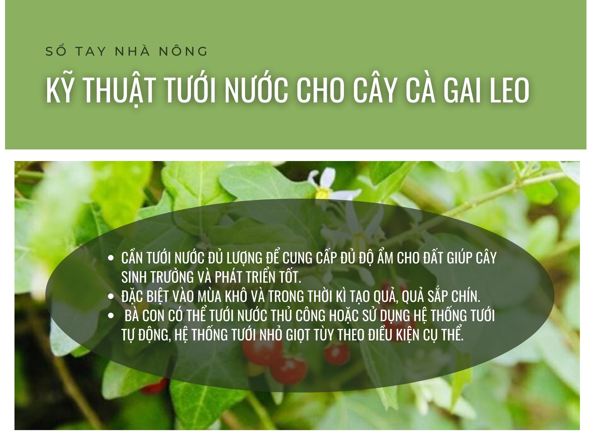 SỔ TAY NHÀ NÔNG: Kỹ thuật bón phân cho cây cà gai leo đạt hiệu quả kinh tế cao- Ảnh 2.