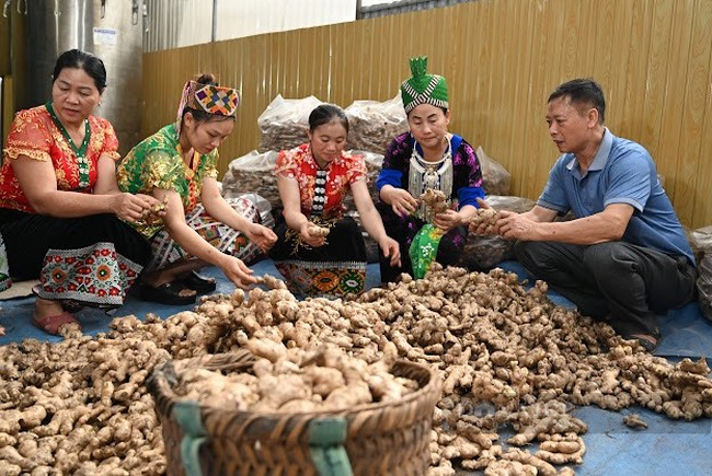 Nhiều nước Tây và Trung Á thích củ gừng, nghệ của Việt Nam, xuất khẩu năm 2023 thu về hơn 1.200 tỷ đồng- Ảnh 2.