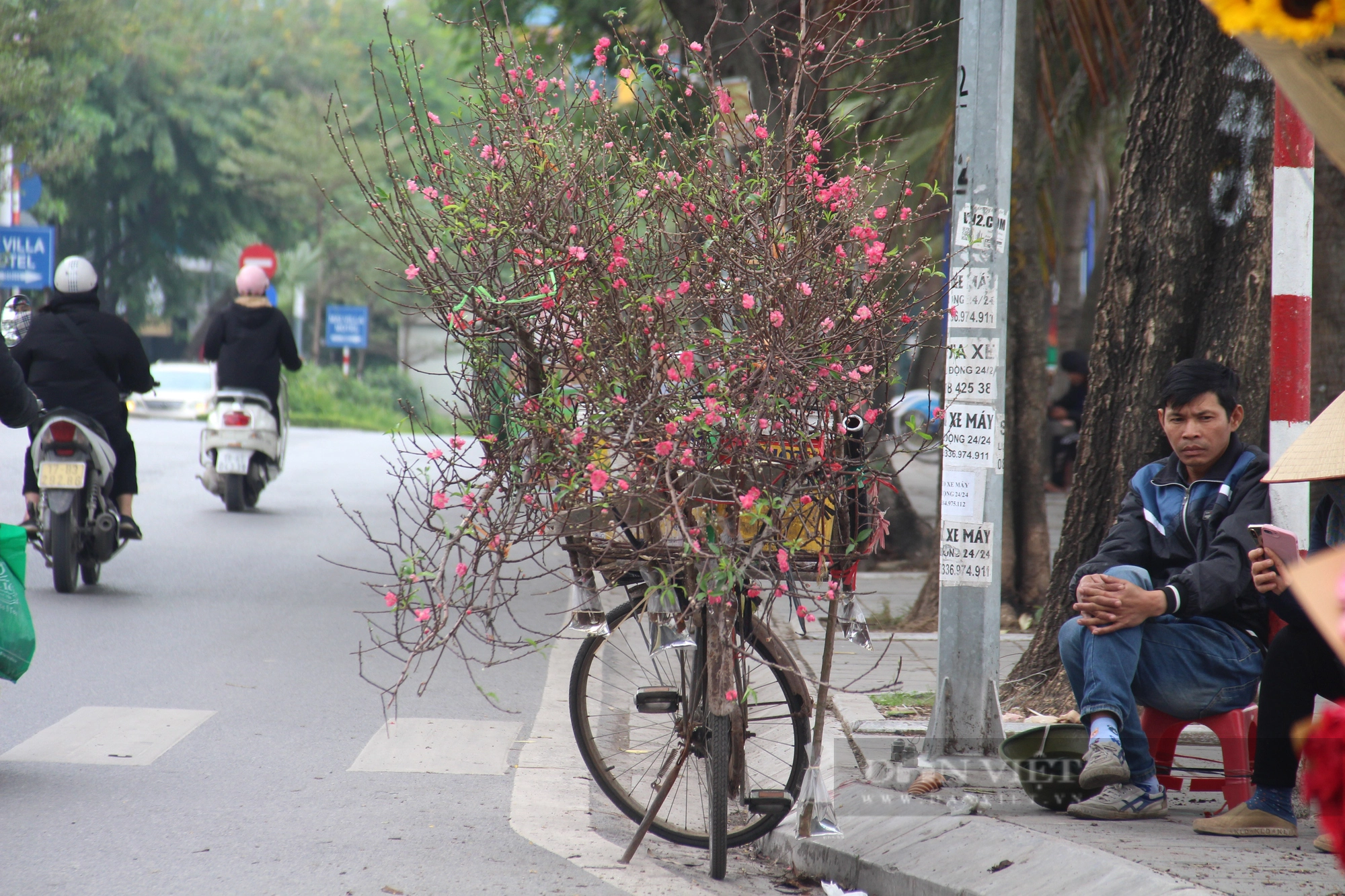 Mê mẩn trước sắc hoa đào, hoa lê xuống phố Hà Nội sớm- Ảnh 4.