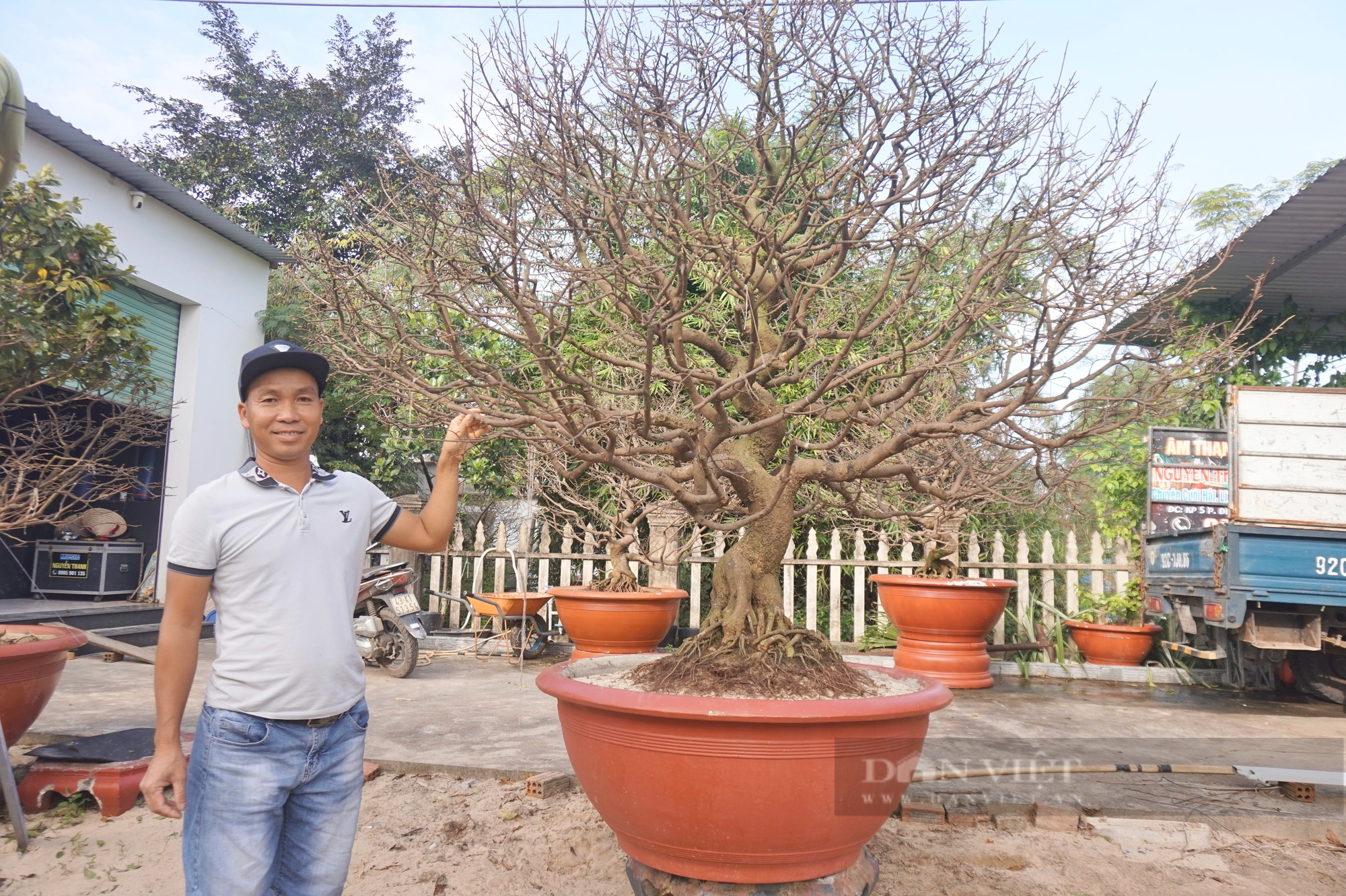 Khách chốt đơn từ sớm, tại thủ phủ trồng mai vàng Quảng Nam, nhà vườn nói điều bất ngờ- Ảnh 4.
