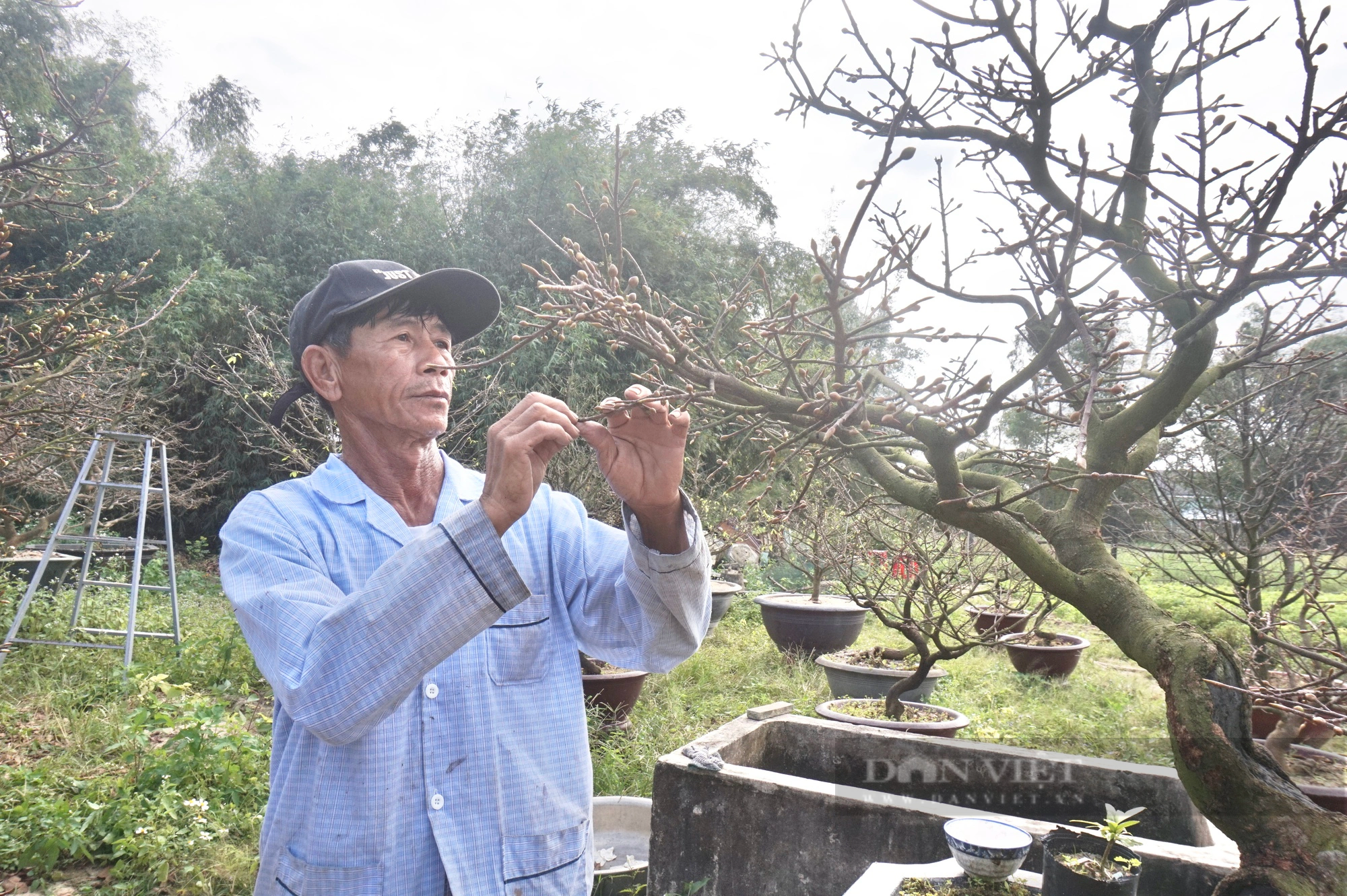 Khách chốt đơn từ sớm, tại thủ phủ trồng mai vàng Quảng Nam, nhà vườn nói điều bất ngờ- Ảnh 7.
