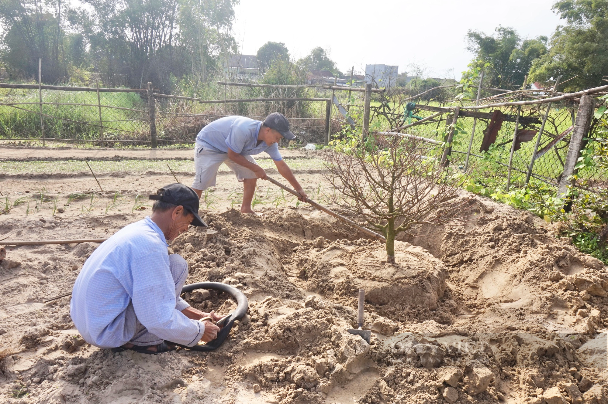 Khách chốt đơn từ sớm, tại thủ phủ trồng mai vàng Quảng Nam, nhà vườn nói điều bất ngờ- Ảnh 8.