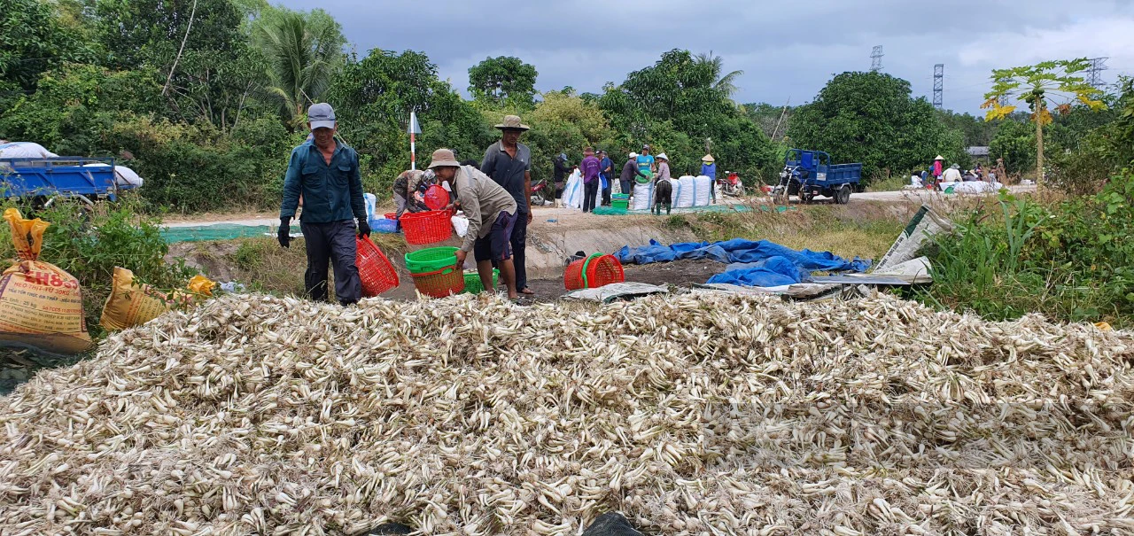 Kiệu Tết giảm hơn 10.000 đồng/kg, nông dân Khánh Hòa thất thu- Ảnh 1.