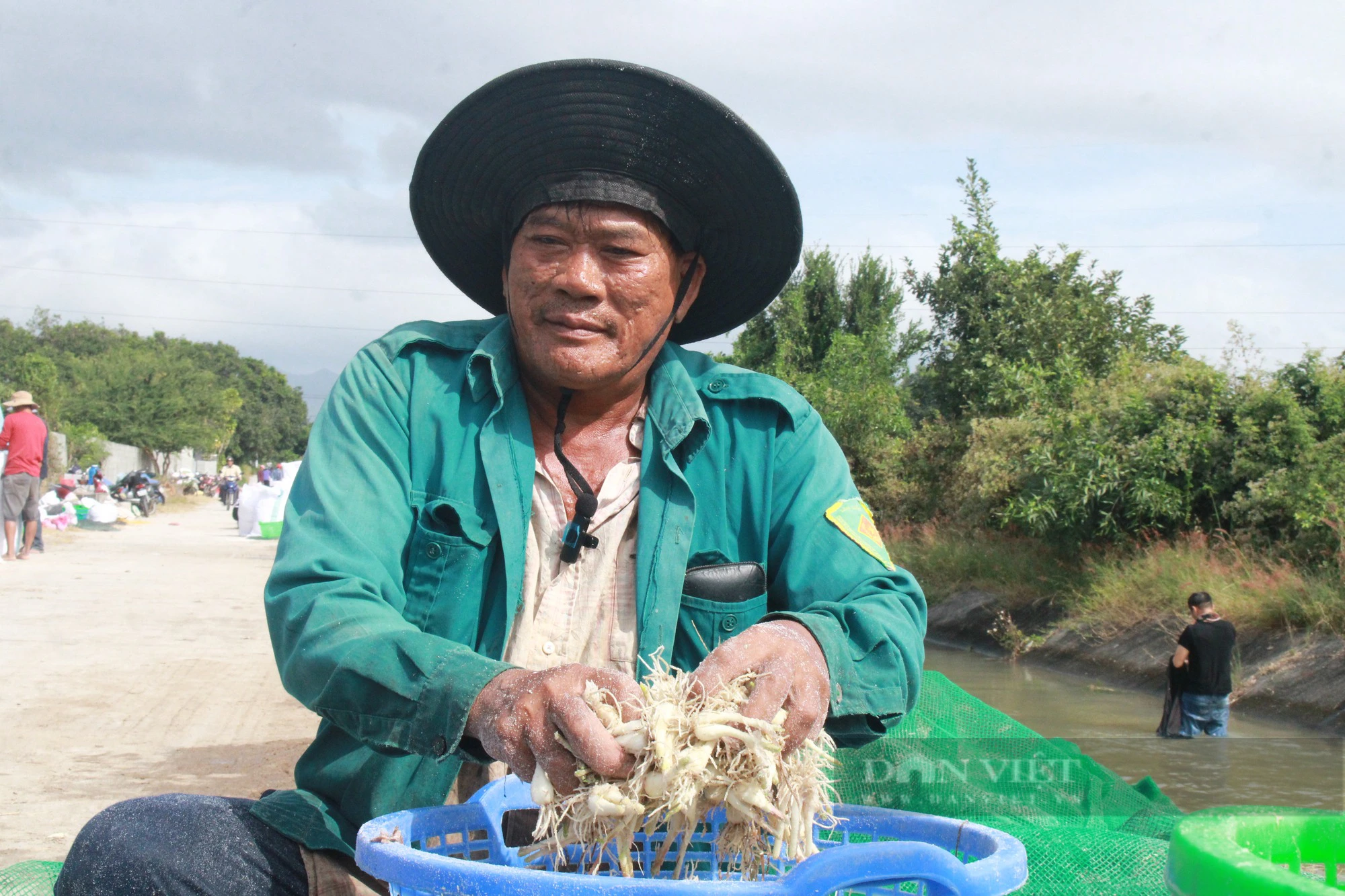 Kiệu Tết giảm hơn 10.000 đồng/kg, nông dân Khánh Hòa thất thu- Ảnh 2.