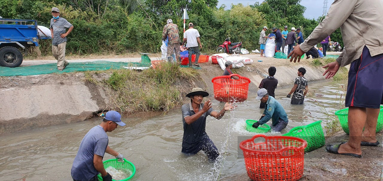 Kiệu Tết giảm hơn 10.000 đồng/kg, nông dân Khánh Hòa thất thu- Ảnh 5.