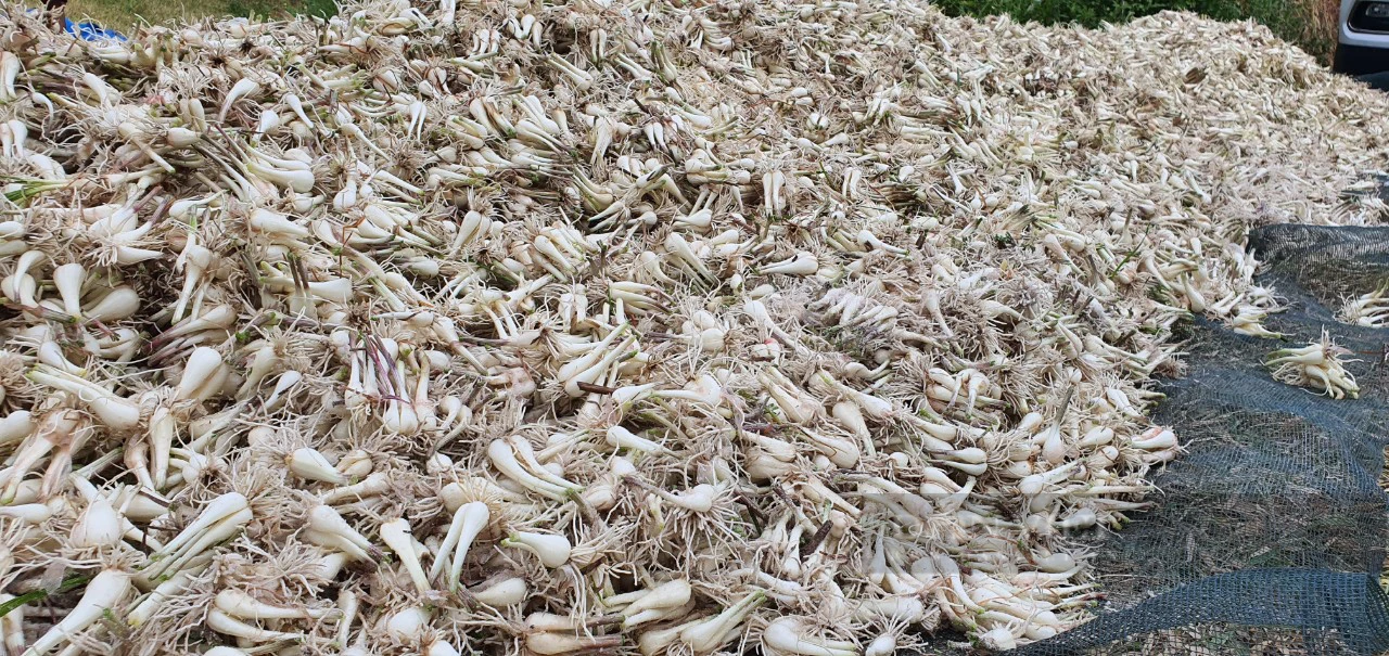 Kiệu Tết giảm hơn 10.000 đồng/kg, nông dân Khánh Hòa thất thu- Ảnh 6.
