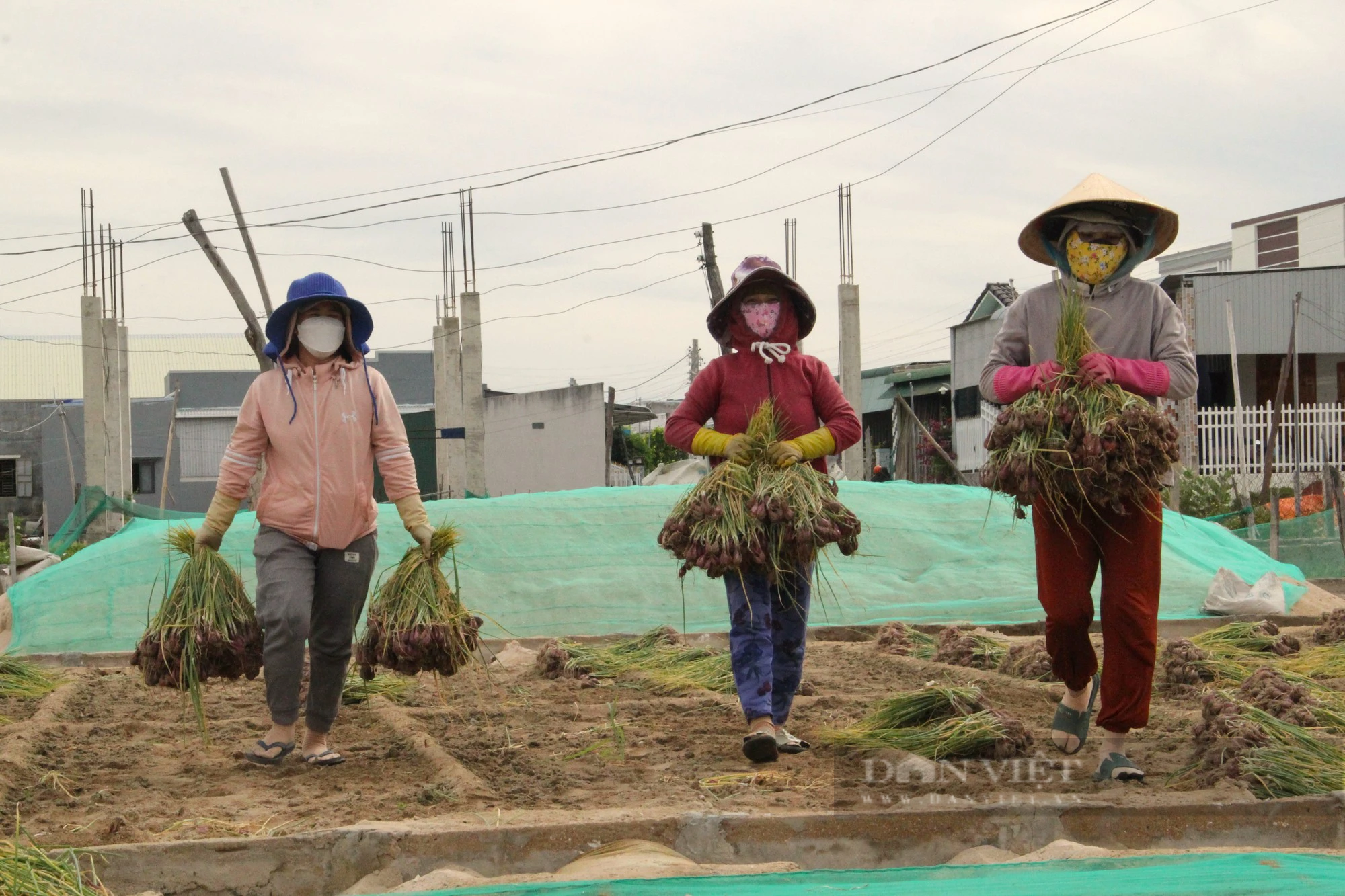 Tết đến nơi mà giá hành tím ở Ninh Thuận bỗng đột ngột giảm, nông dân đang lo- Ảnh 1.