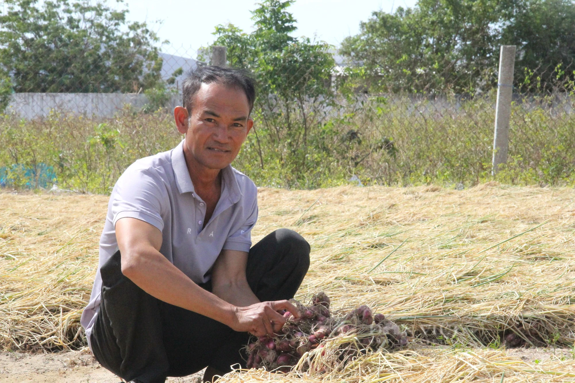 Tết đến nơi mà giá hành tím ở Ninh Thuận bỗng đột ngột giảm, nông dân đang lo- Ảnh 2.
