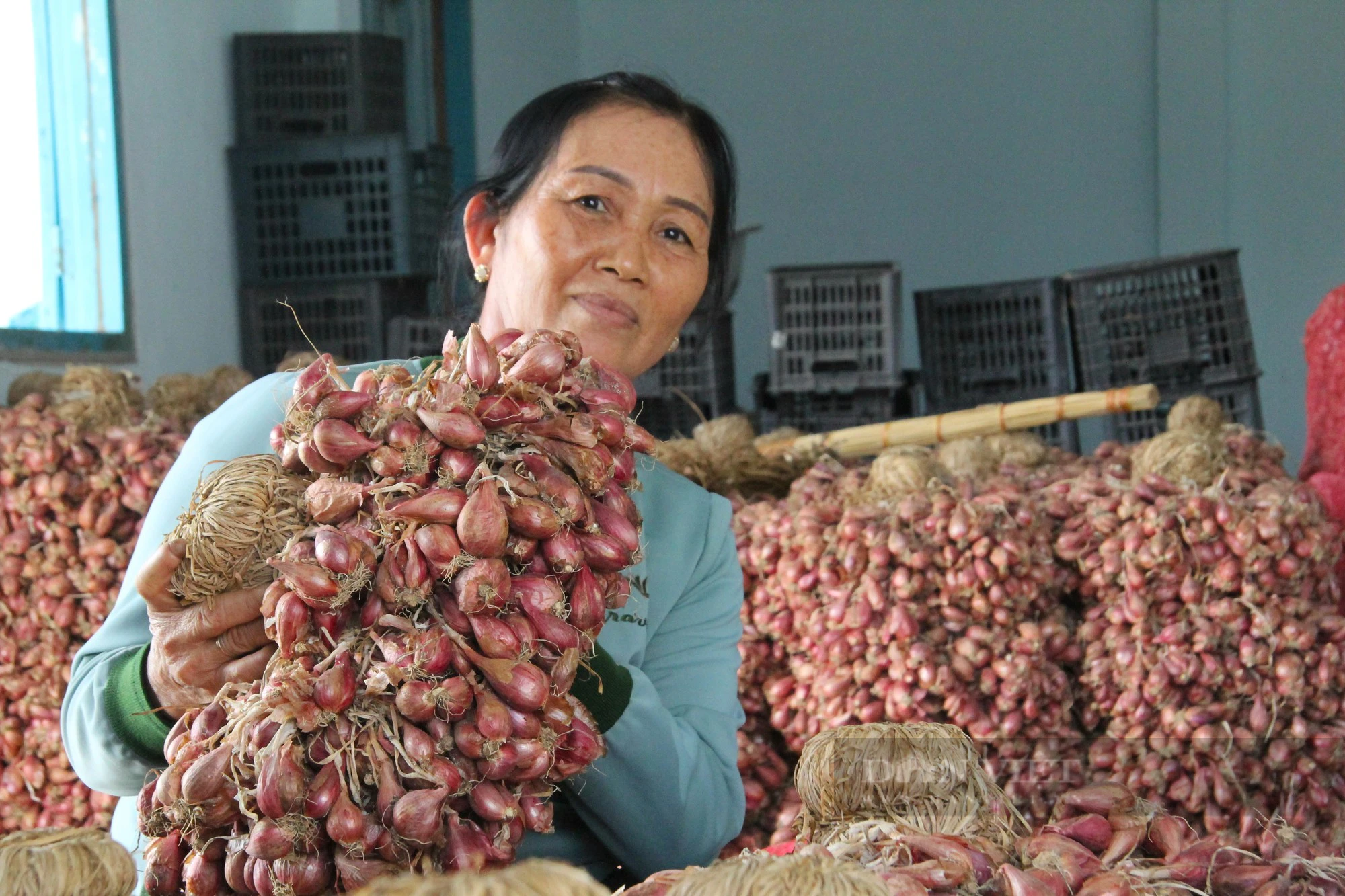 Tết đến nơi mà giá hành tím ở Ninh Thuận bỗng đột ngột giảm, nông dân đang lo- Ảnh 4.