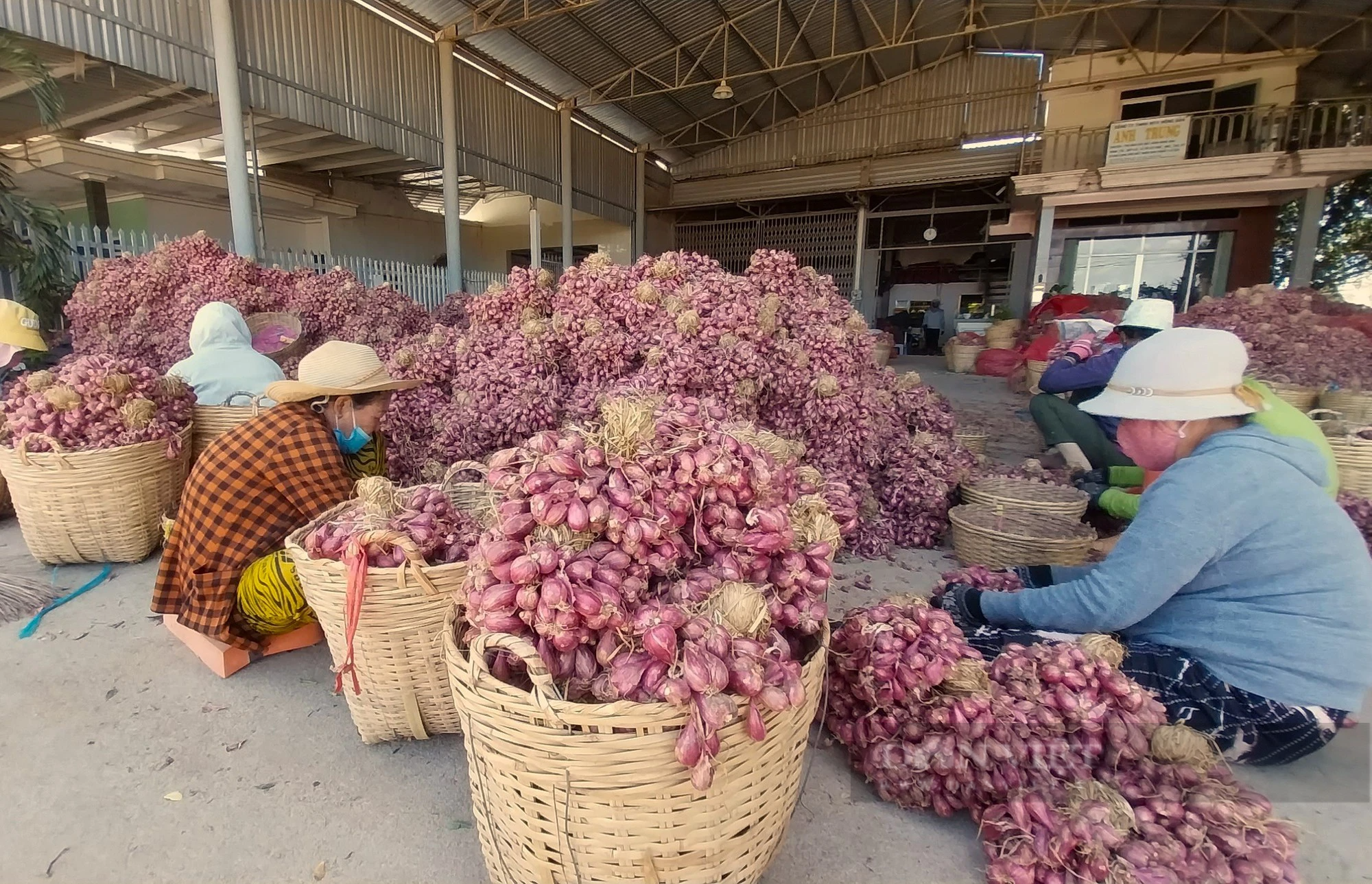 Tết đến nơi mà giá hành tím ở Ninh Thuận bỗng đột ngột giảm, nông dân đang lo- Ảnh 5.