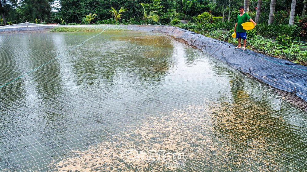 Loại cá đặc sản, kho ngon, ăn lẩu với rau đồng ngon, dân Cà Mau nuôi trong ao lót bạt, bán trúng 145.000 đồng/kg- Ảnh 1.