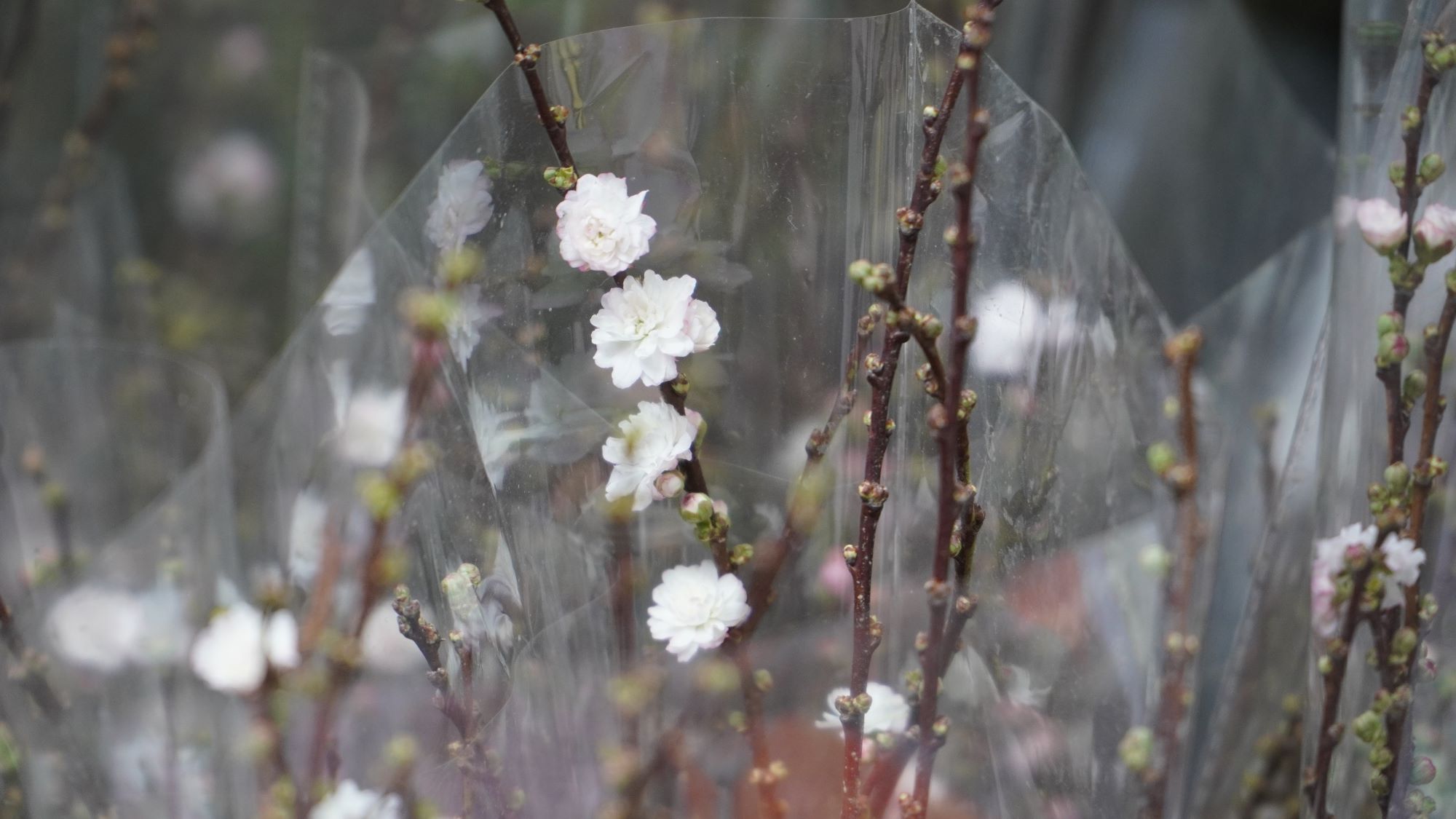 Nhiều dòng hoa “hot” như tuyết mai, đào đông, Nhật Tân mini... hút khách ở chợ hoa Tết- Ảnh 4.
