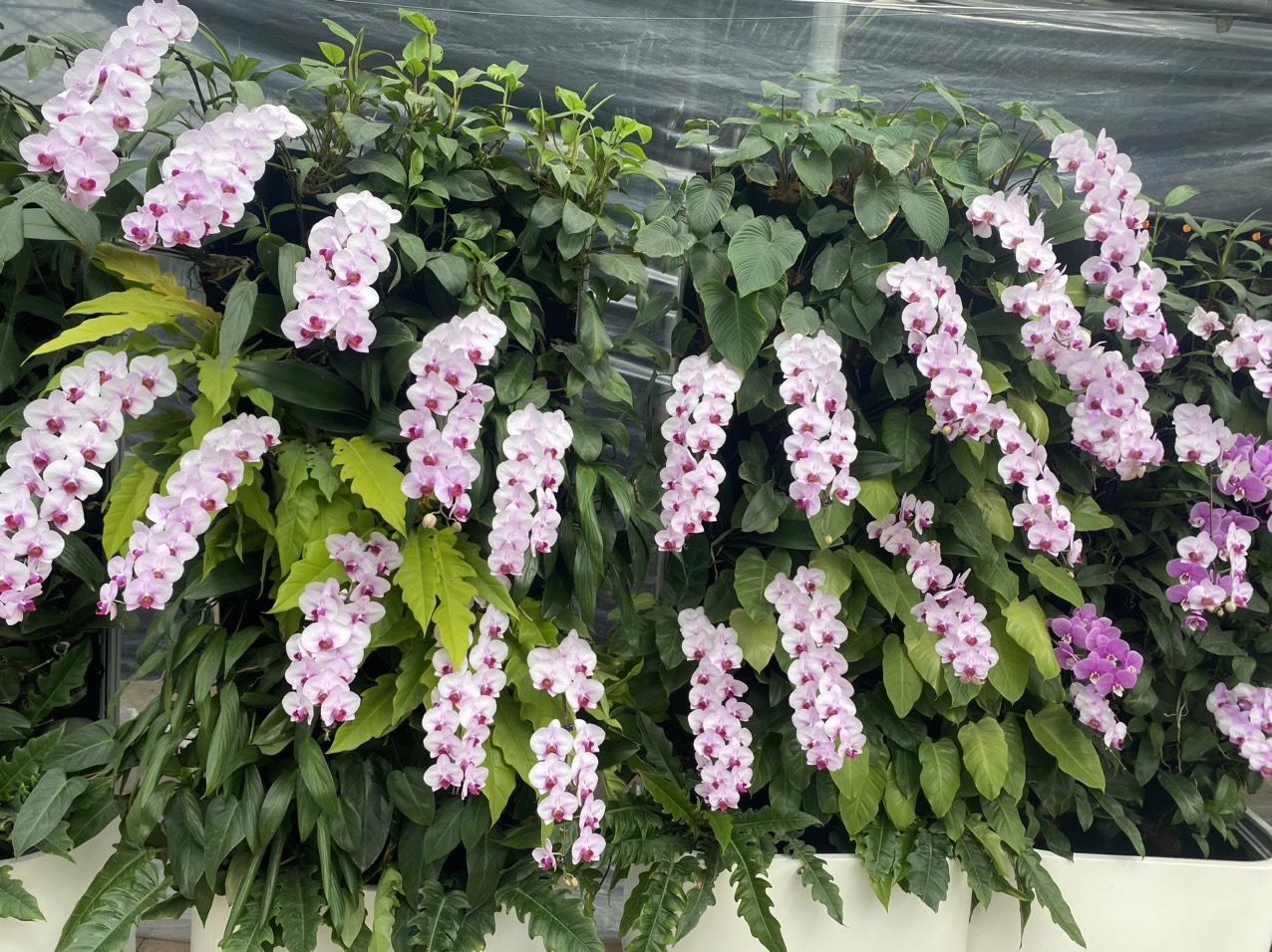 Nhiều dòng hoa “hot” như tuyết mai, đào đông, Nhật Tân mini... hút khách ở chợ hoa Tết- Ảnh 8.