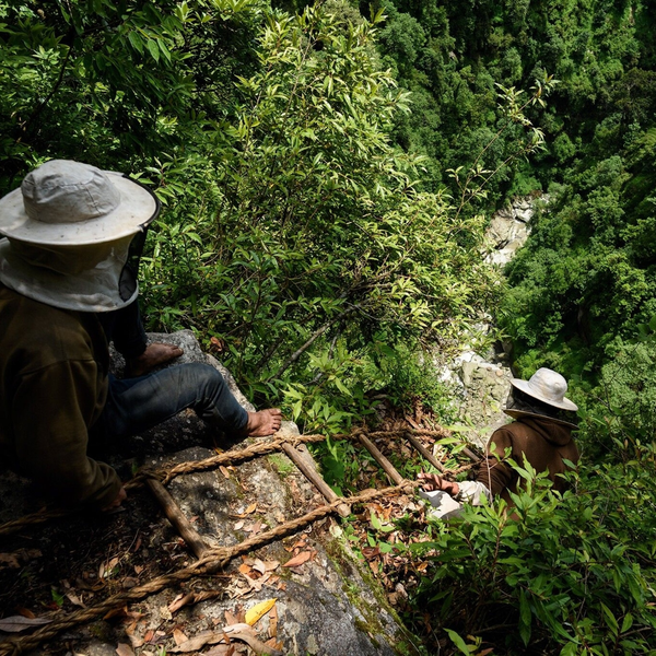 Tộc người mạo hiểm cả mạng sống để săn mật loài ong rừng lớn nhất thế giới- Ảnh 8.