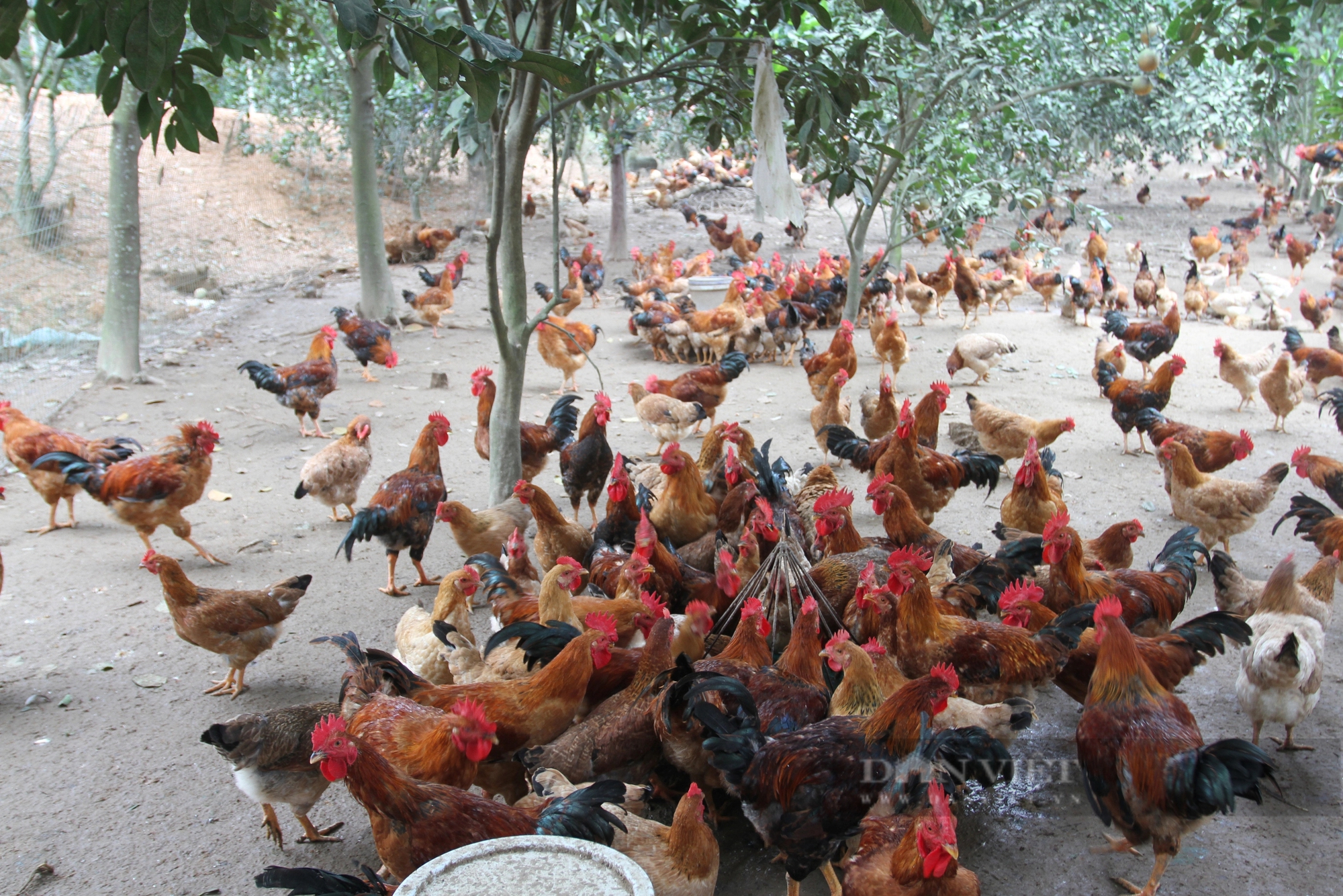 Đang làm cơ khí chuyển sang nuôi gà Ta Lò, một nông dân Thái Nguyên thu nhập tốt hẳn lên- Ảnh 2.