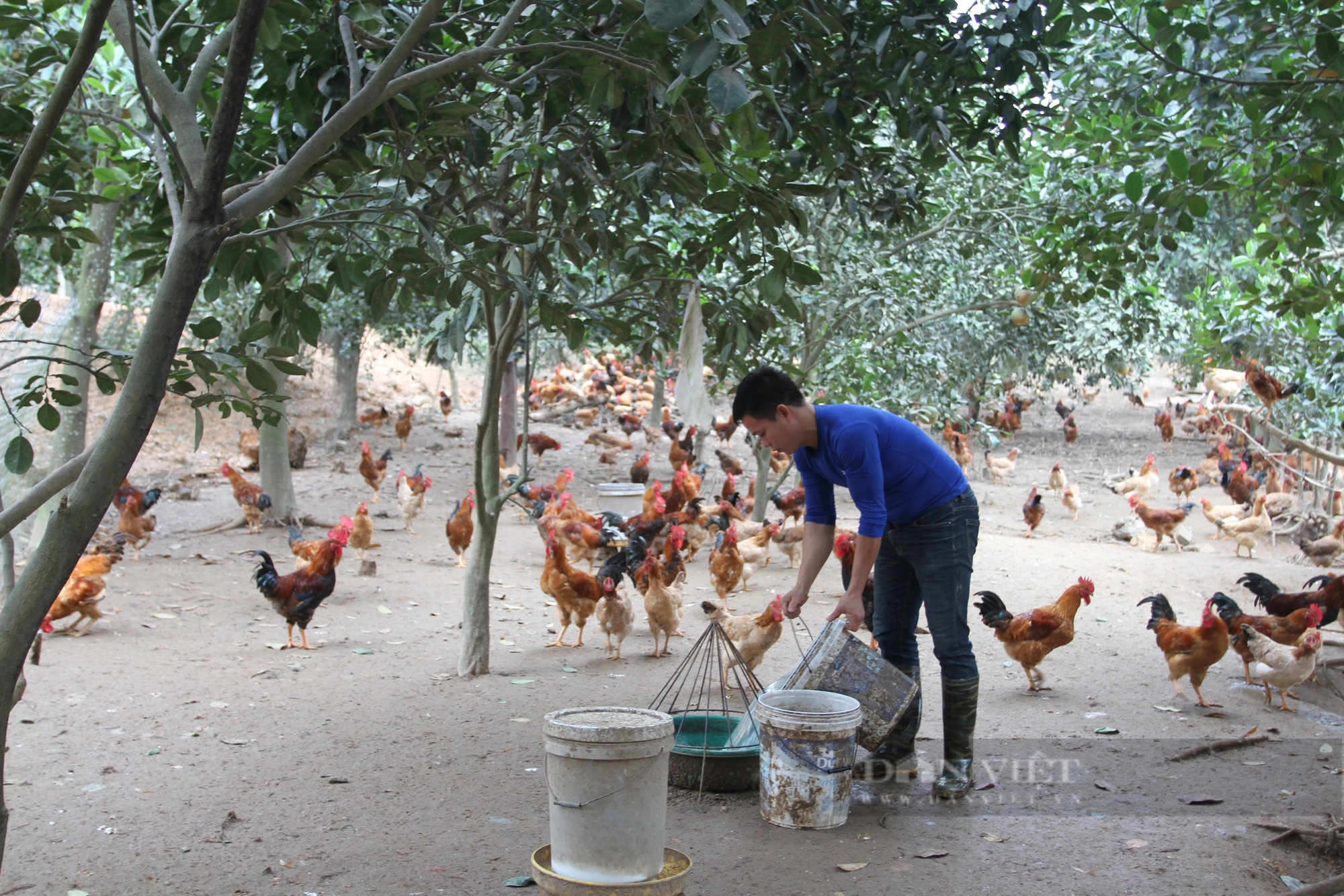 Đang làm cơ khí chuyển sang nuôi gà Ta Lò, một nông dân Thái Nguyên thu nhập tốt hẳn lên- Ảnh 3.