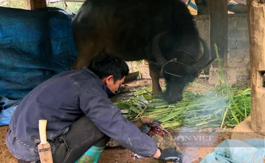 Đây là cách tránh rét cho trâu, bò của nông dân Sìn Hồ ở Lai Châu- Ảnh 2.