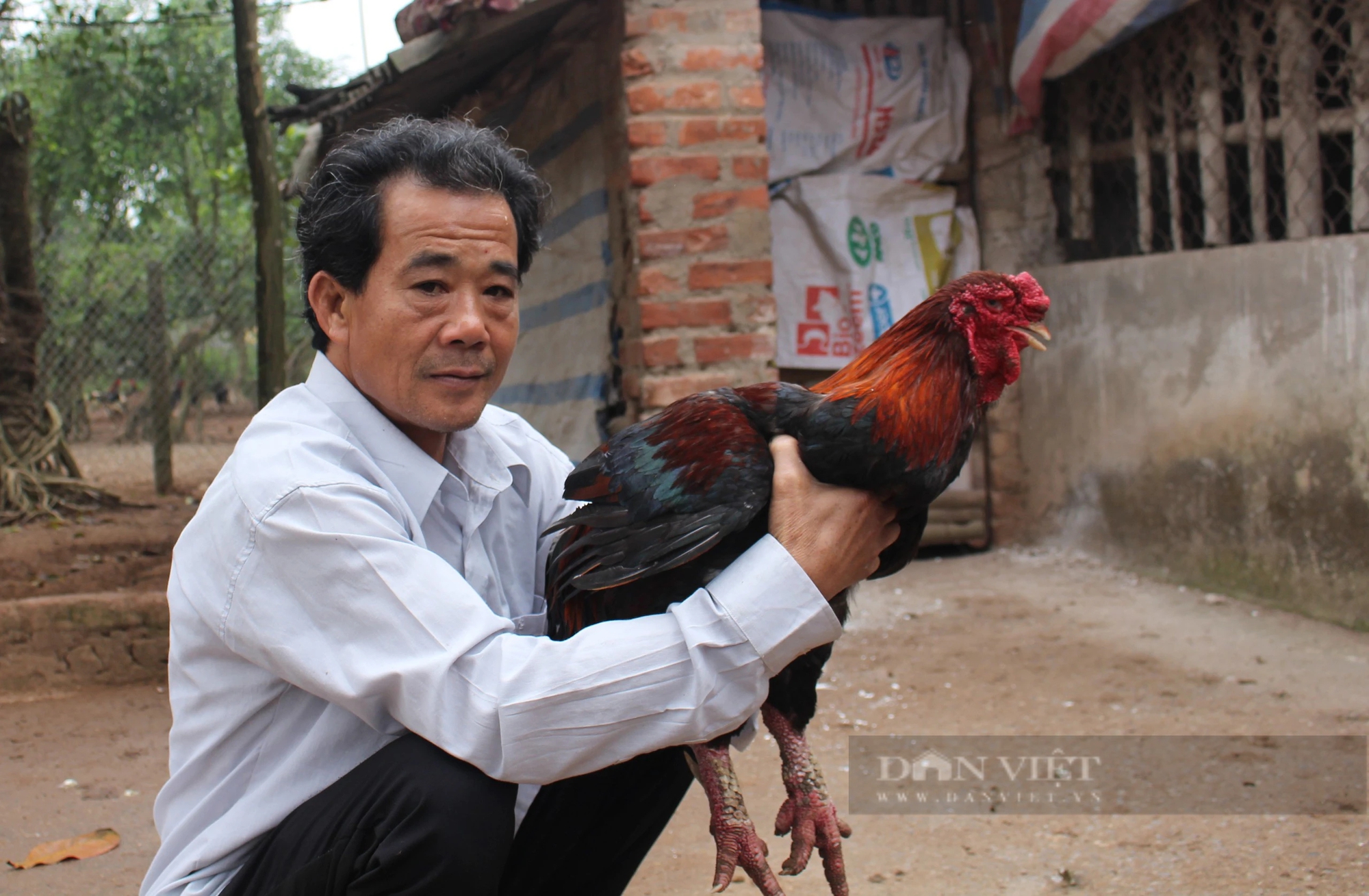 Một giống gà đặc sản của Hà Nam thịt thơm ngon, được dân tình săn đón dịp cuối năm- Ảnh 1.