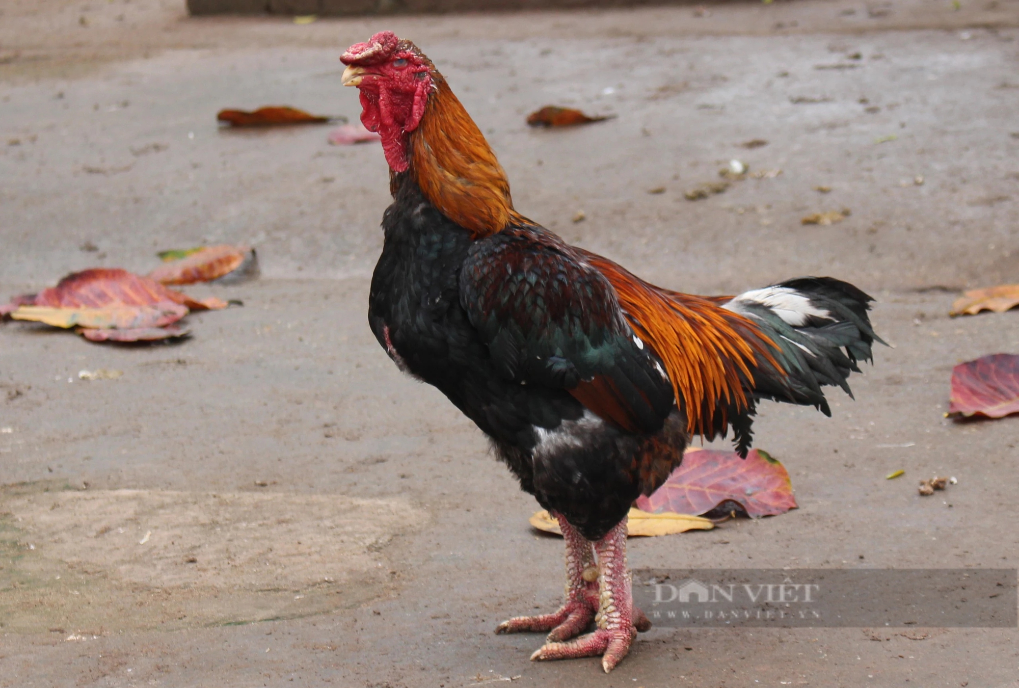 Một giống gà đặc sản của Hà Nam thịt thơm ngon, được dân tình săn đón dịp cuối năm- Ảnh 2.