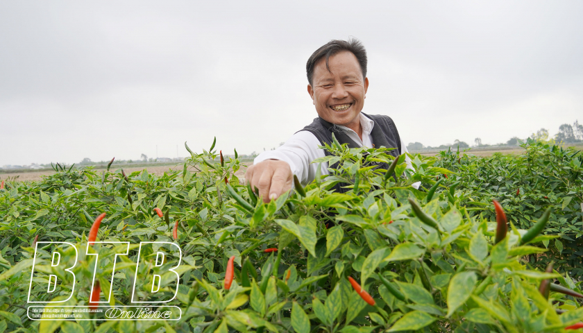 Ớt chín đỏ trên đồng, nông dân một huyện của tỉnh Thái Bình rủ nhau đi hái bán, vài ngày lại có tiền triệu- Ảnh 1.