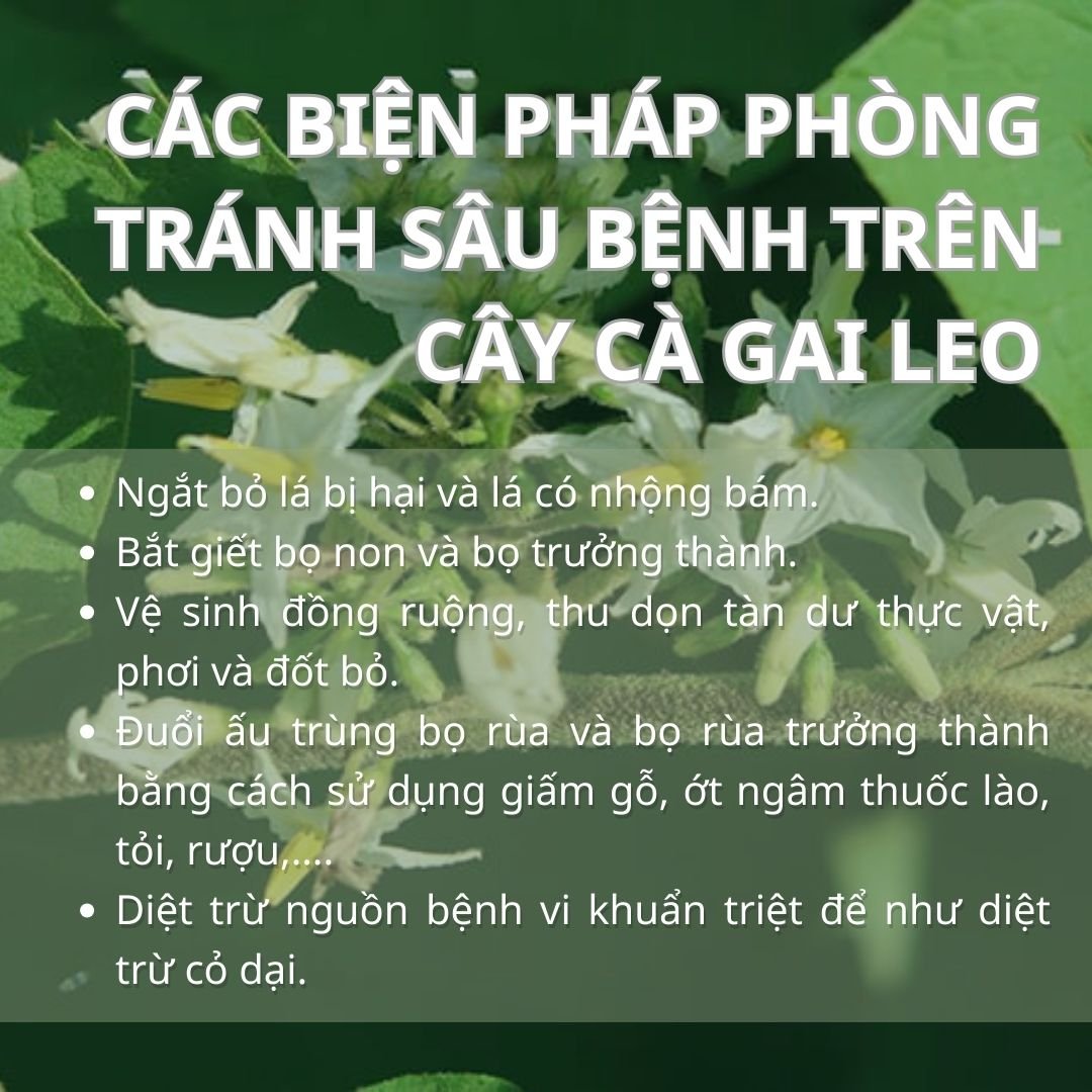 SỔ TAY NHÀ NÔNG: Một số loại bệnh trên cây cà gai leo và cách phòng trị- Ảnh 1.