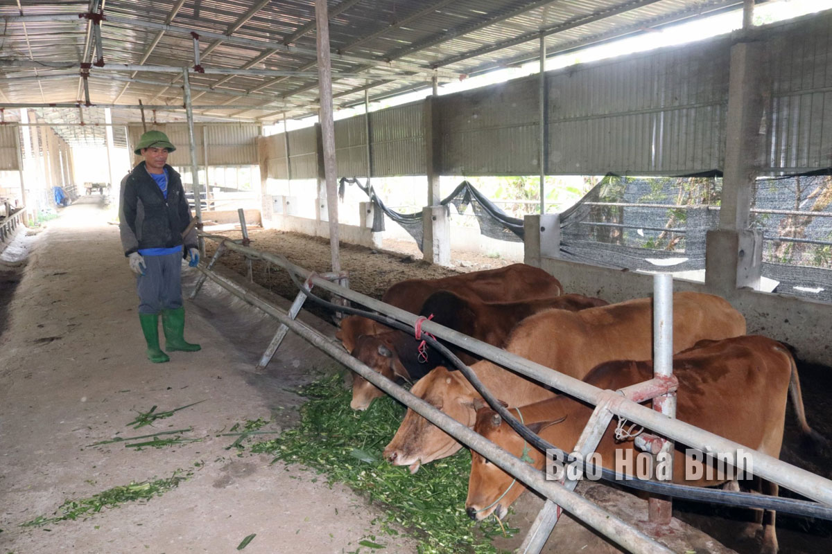 Một nông dân Hòa Bình nuôi bò nhiều nhất huyện Đà Bắc, đàn bò lên tới 100 con- Ảnh 1.