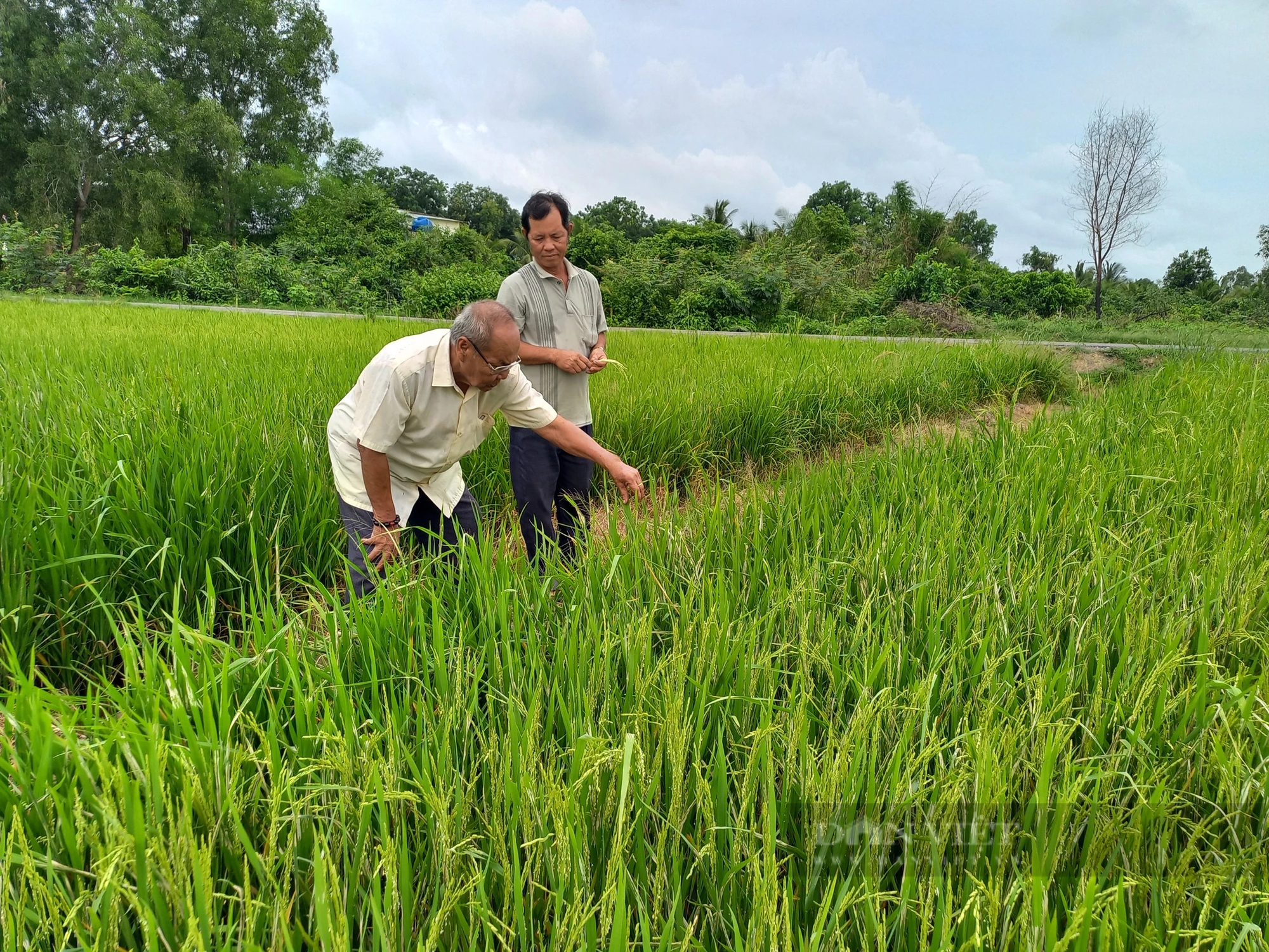 Giá lúa tăng cao giáp Tết Giáp Thìn 2024, nông dân Long An vui xuân đủ đầy- Ảnh 1.