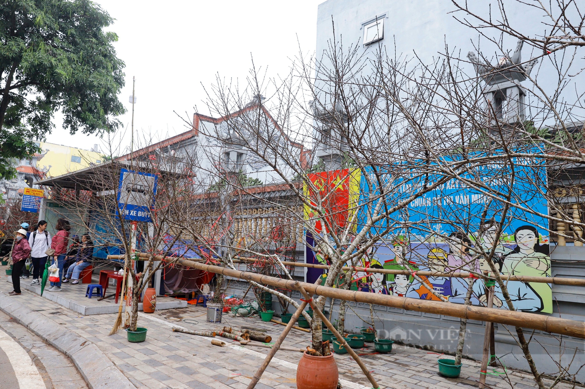 Đào chỉ dành cho khách “chịu chi, chịu chơi” bắt đầu khoe sắc trên đường phố Hà Nội- Ảnh 9.