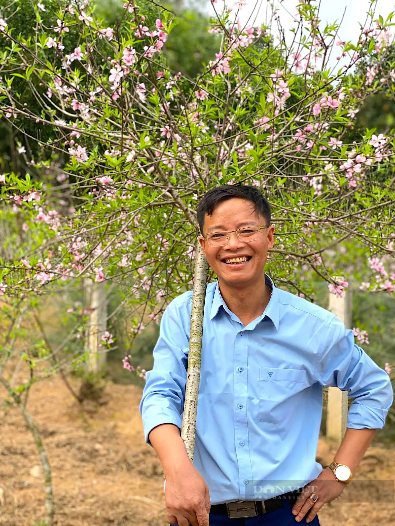 Làng trồng đào phai ở huyện Yên Thành của Nghệ An hối hả đưa cây đẹp ra thị trường Tết- Ảnh 4.