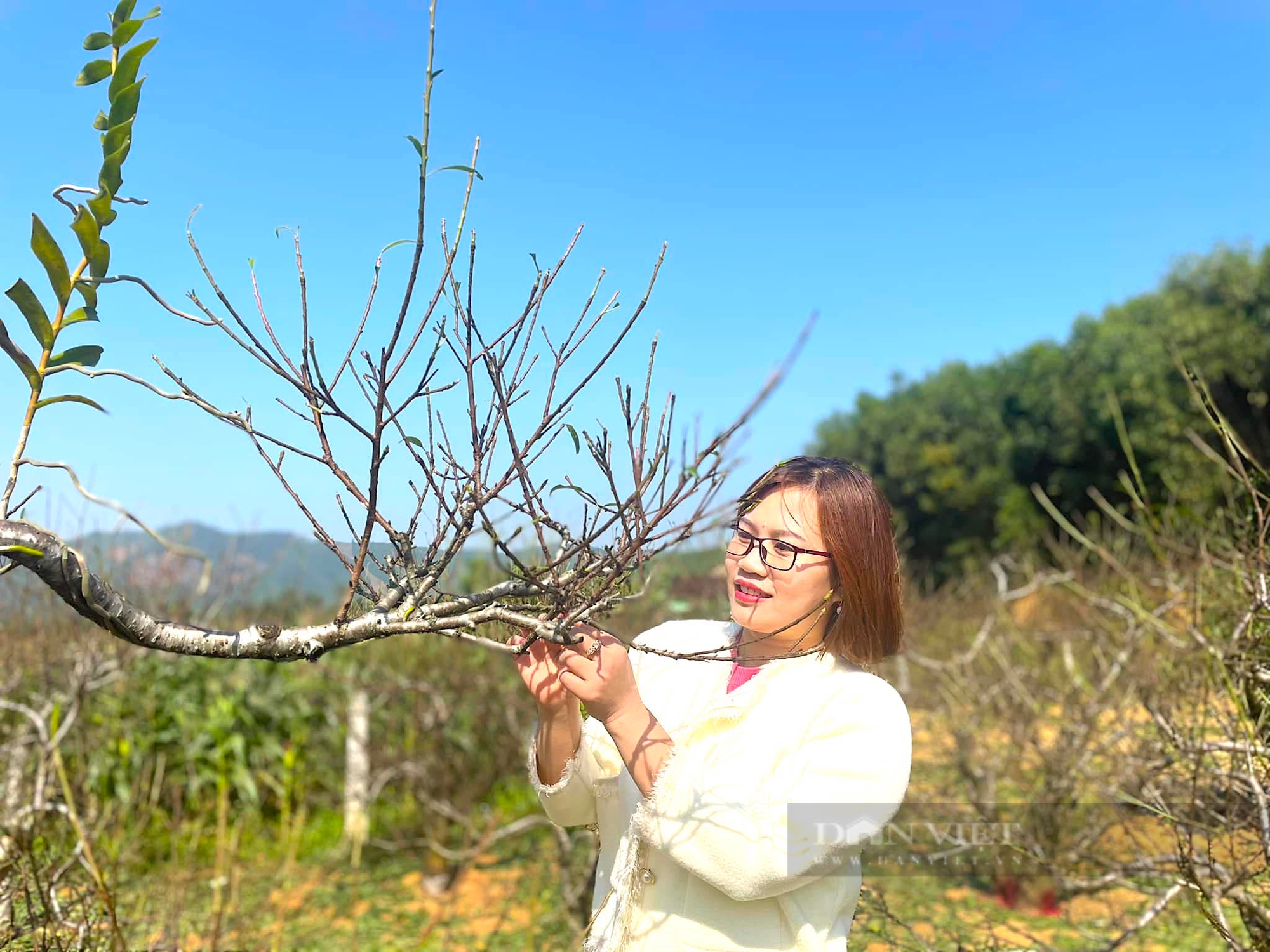 Làng trồng đào phai ở huyện Yên Thành của Nghệ An hối hả đưa cây đẹp ra thị trường Tết- Ảnh 6.